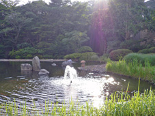 庭園の池